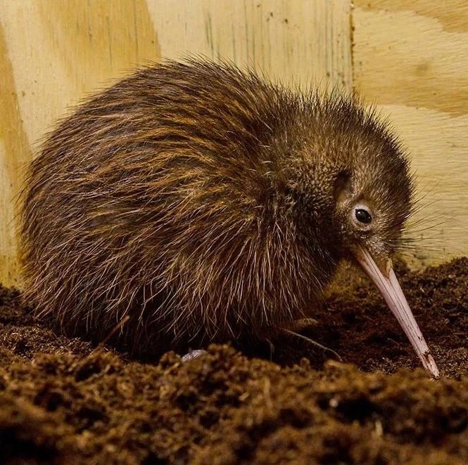 在新西兰，你养的狗咬死Kiwi鸟，后果很严重！ - 得居房产资讯