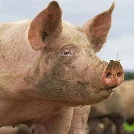 进口猪肉却变成“新西兰制造”，消费者被误导！ - 得居房产资讯