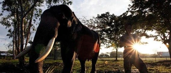 马来西亚，不再做大象和人的战场 - 得居房产资讯